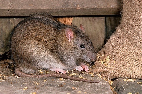 Как повысить эффективность при использовании приманок для крыс?