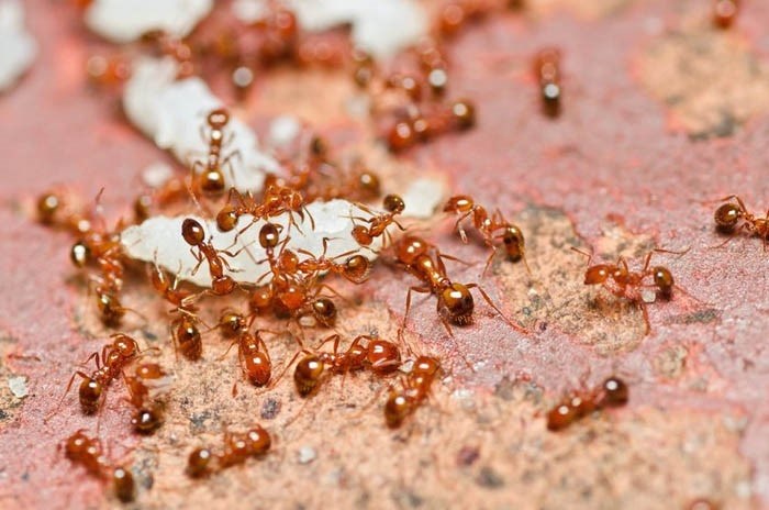 Рыжие муравьи: внешний вид и особенности