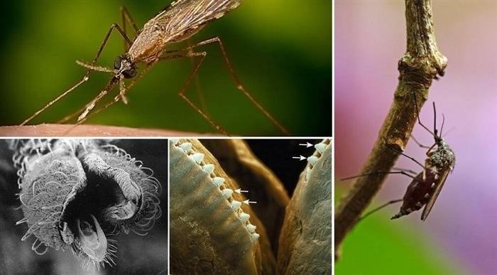 Значение ротового аппарата комара для природы