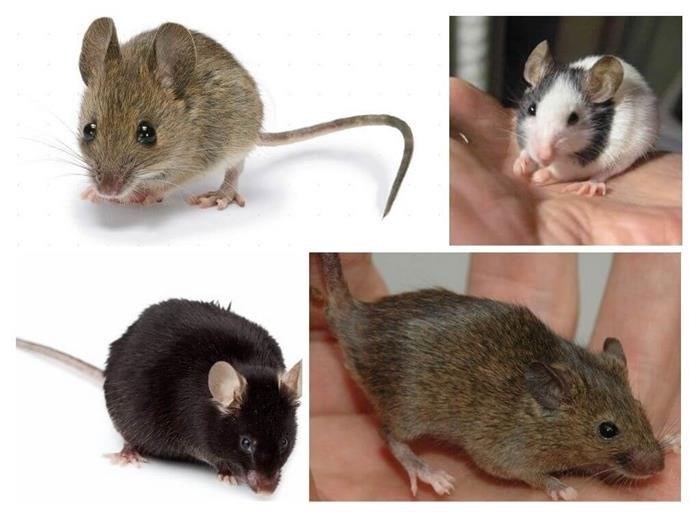Особенности питания домовой мыши