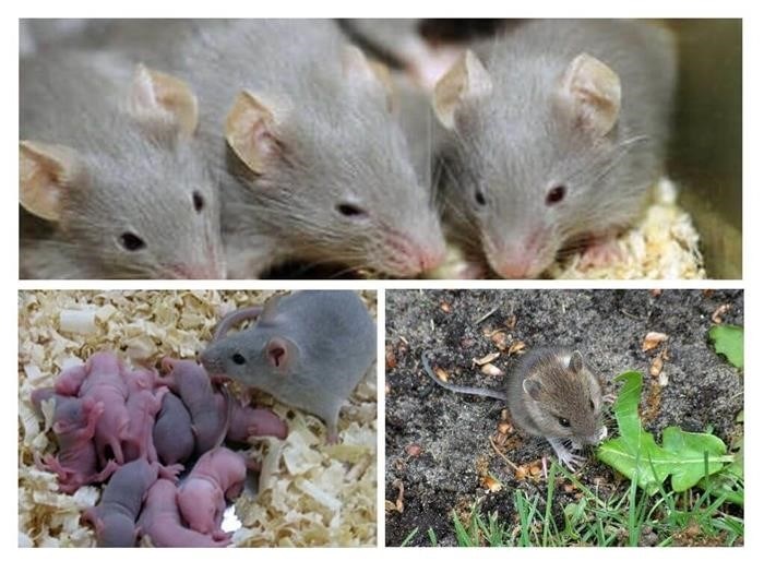 Самец и самка домовой мыши: основные отличия