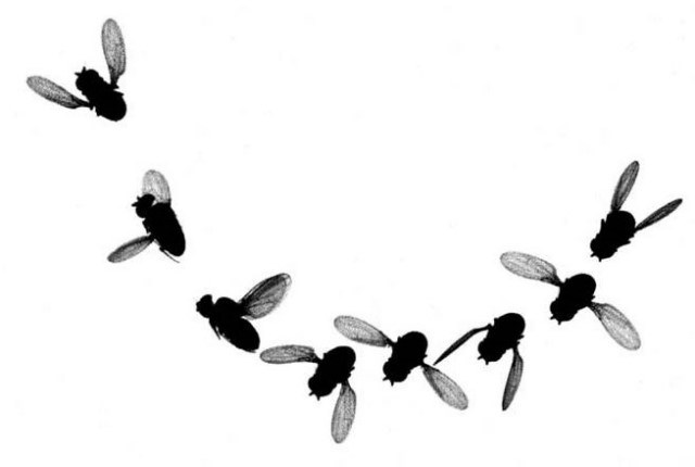Значение скорости полета мухи для выживания