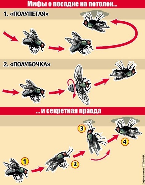 Причины высокой скорости полета у мухи