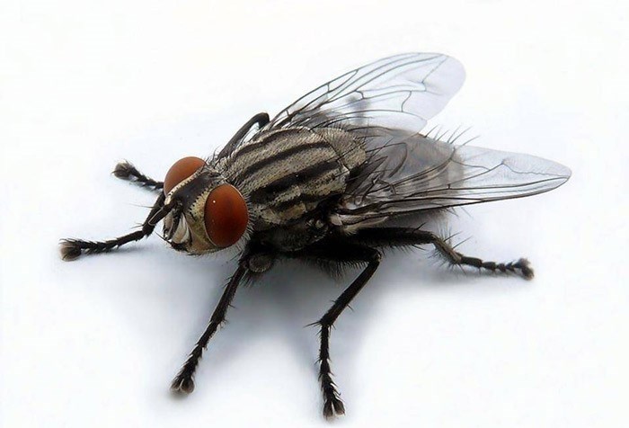 Особенности строения и жизненного цикла мух