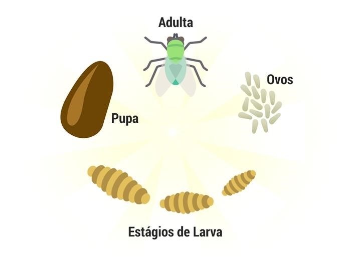 Среда обитания и питание мухи