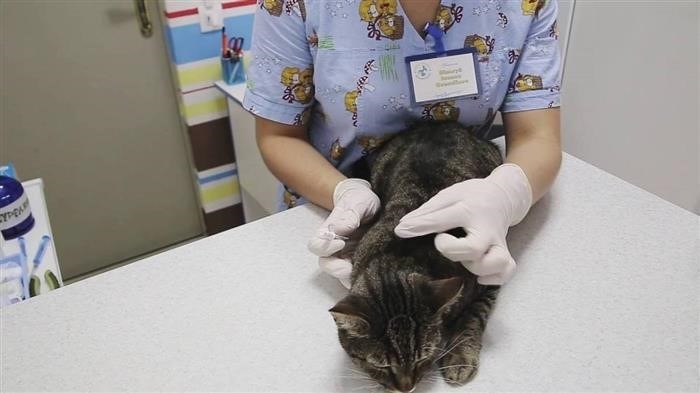 Форма выпуска лекарства Блохнэт капли для кошек