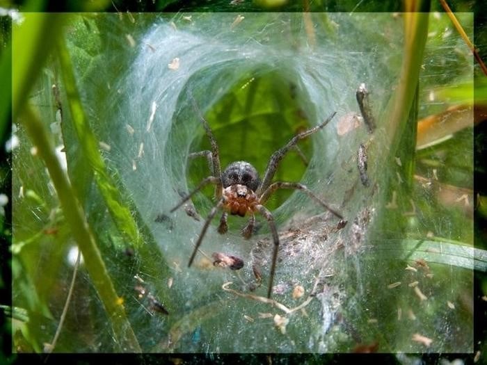 Гигантский крабовый паук Heteropoda