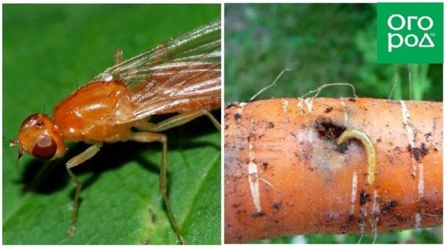 Хрущ (личинка майского жука)