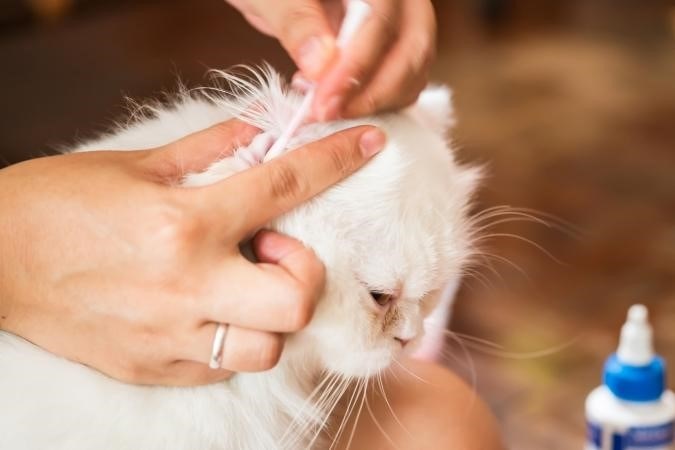 Признаки ушного клеща у котов