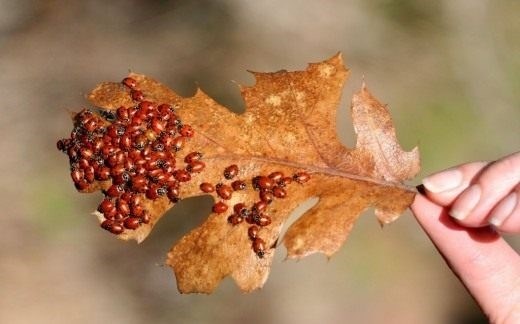 Как поступить при укусе маленьким красным жучком?