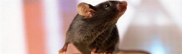 Отпугивание крыс со звуком естественным крысы