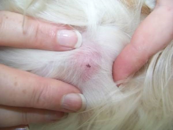 Причины появления уплотнения после укуса клеща у собаки