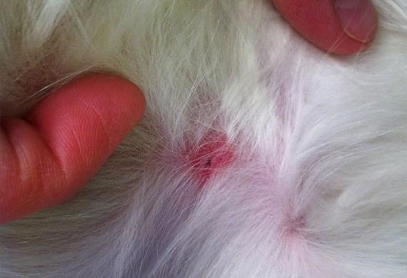Иксодовые клещи: опасные заболевания, передаваемые после укуса собакам