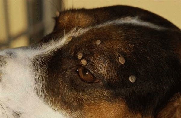 Эрлихиоз у собак. Диагностика и лечение болезни после укуса клеща
