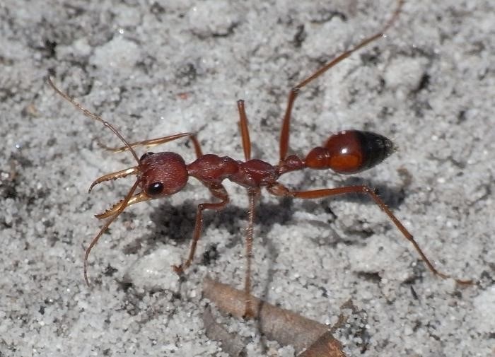 Взаимоотношения тли и муравьев: 