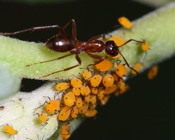 Тля в заботе муравья