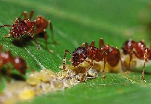 Чего муравьи не делают