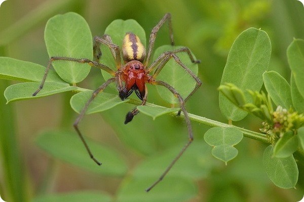 Бразильский паук солдат: беспощадный убийца в облике невинного паука