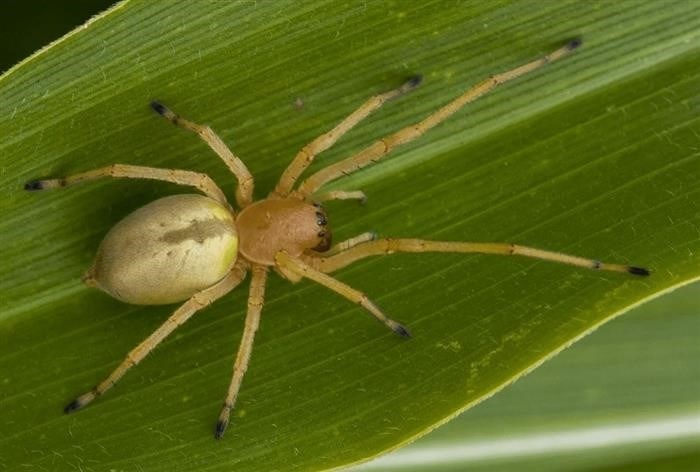 Коричневая вдова: самый ядовитый паук в мире