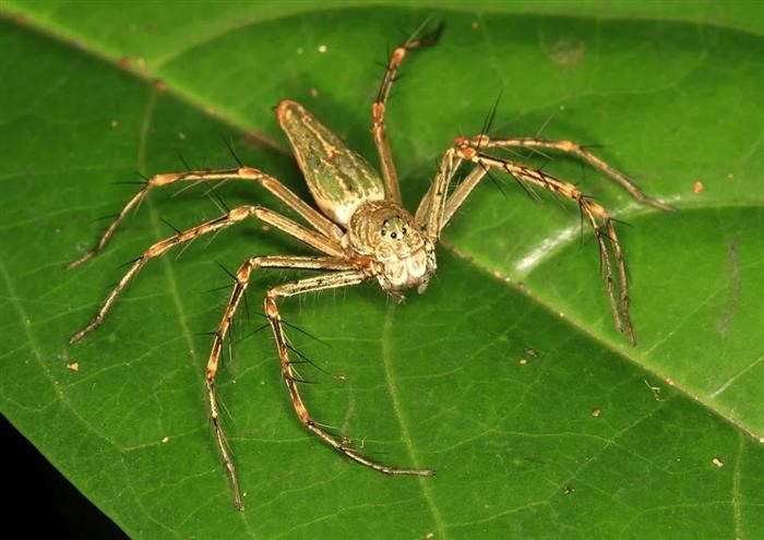 Чилийский паук-отшельник: самый ядовитый паук в мире