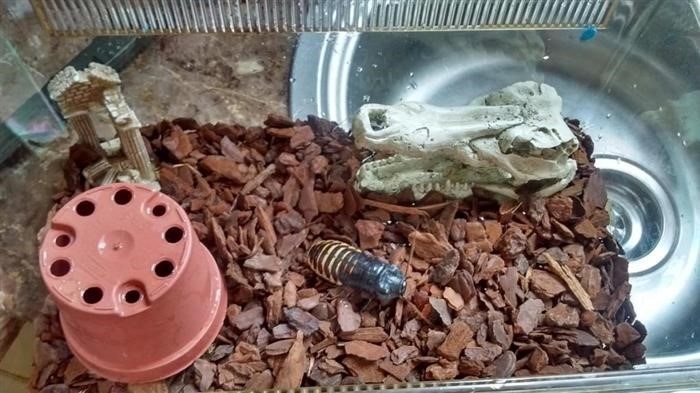 Разведение тараканов в домашних условиях