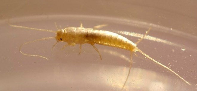 Несут ли опасность и вред белые насекомые для человека?