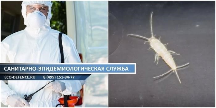 Опасны ли маленькие белые насекомые в ванной?