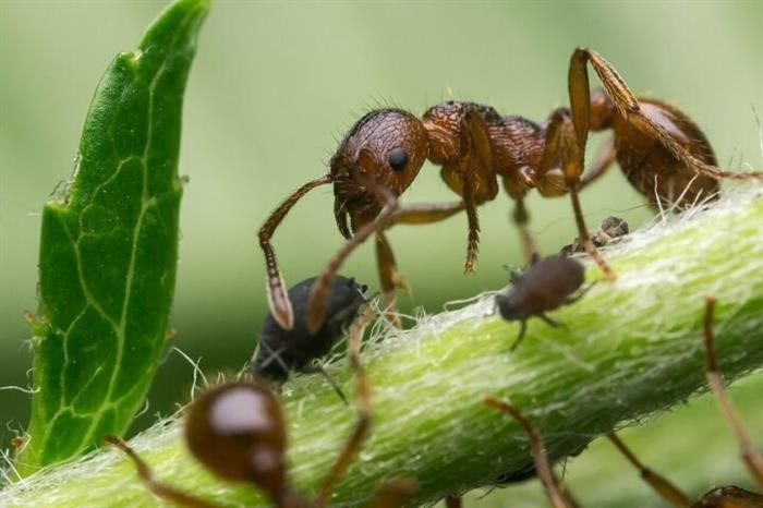 Как избавиться от тли и муравьев?