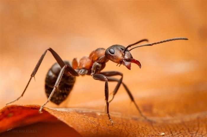 С чего начинается строительство муравейника?