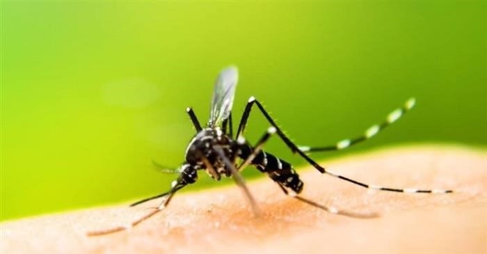 Какой разницы между продолжительностью жизни комаров и мух?