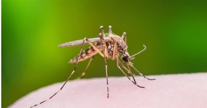 Почему комары кусают