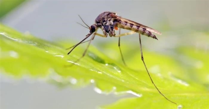 Сколько комаров живет на планете?