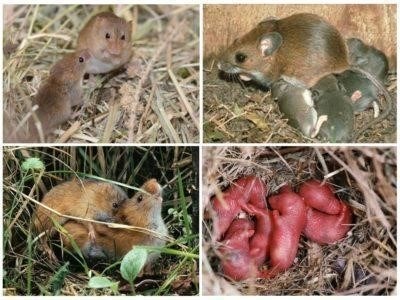 Интересные факты о полевых мышах