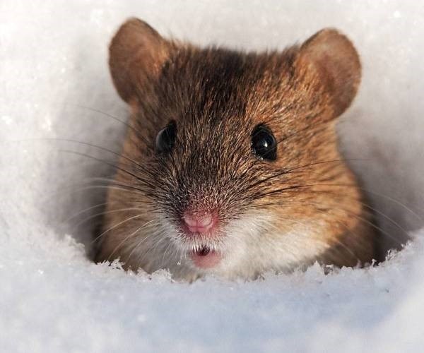 Чем отличается мышь полевка от домашней мыши?