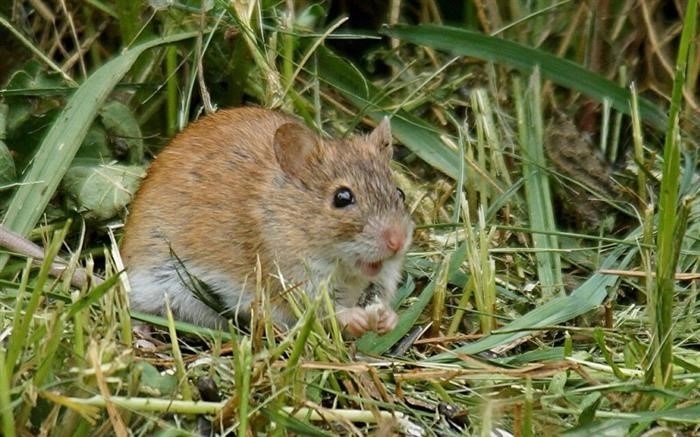 Способы борьбы и защиты от полевых мышей