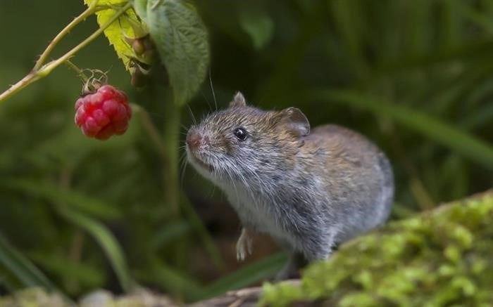 Размножение и продолжительность жизни полевых мышей
