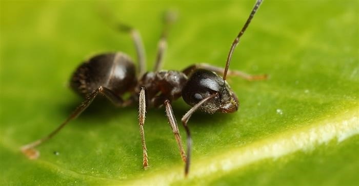 Помощь химических средств в борьбе с черными садовыми муравьями