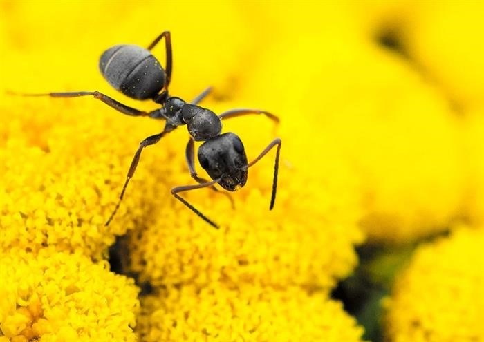 Зачем крупным черным муравьям крылья?