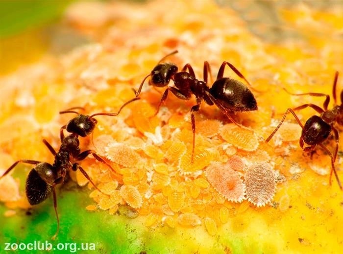 Что делать, если вас покусали черные садовые муравьи?