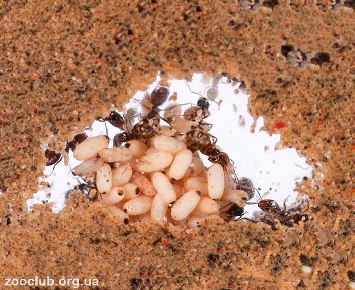 Когда начинается лет у муравьев Lasius Niger
