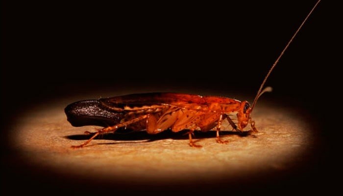 Боятся ли тараканы запаха трав и эфирных масел?