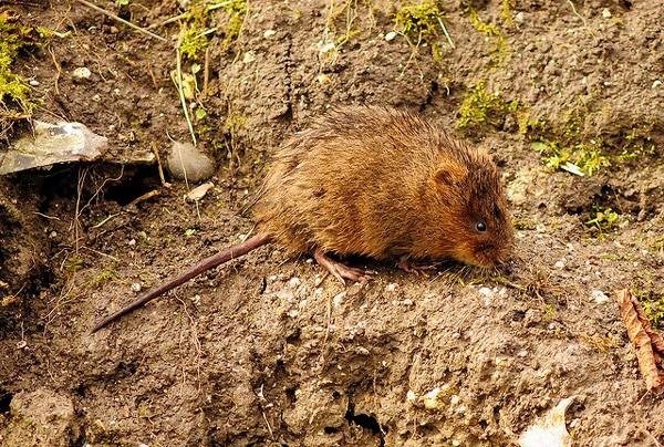 Ультразвуковые отпугиватели мышей и крыс: эффективное средство для борьбы с грызунами на участке