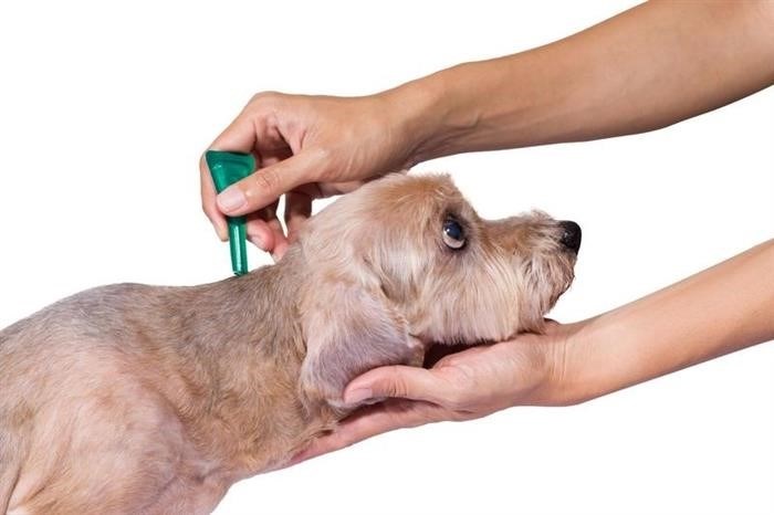 Как лечить собаку, которую укусил клещ