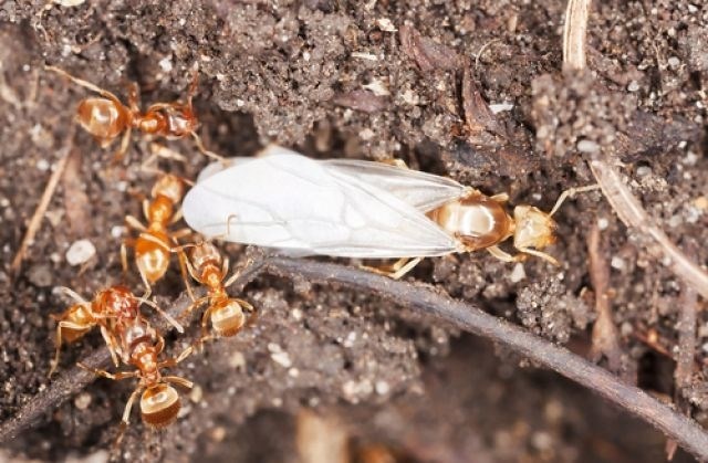 Дощечки: строительный материал в мире муравьев