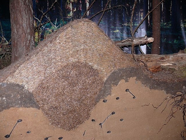 Структура и устройство муравейника