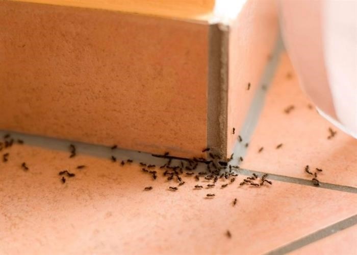 Почему появляются муравьи в квартирах