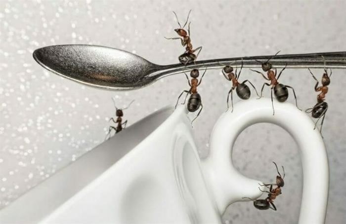Методы борьбы с муравьями в квартире