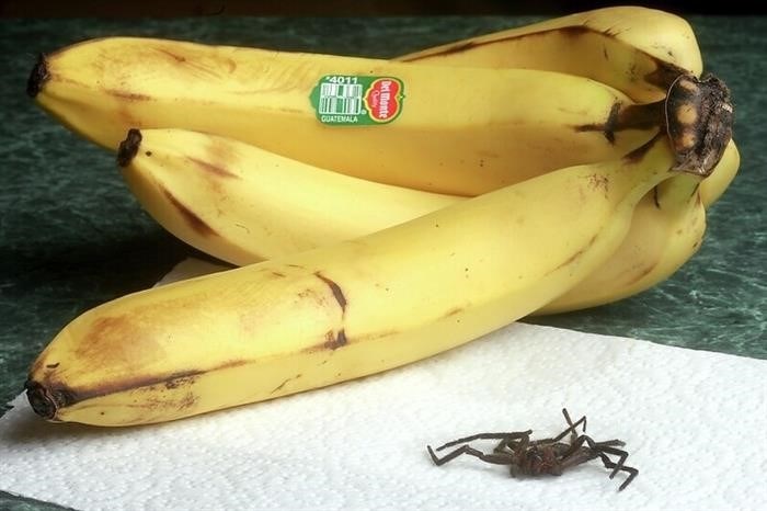 Интересные факты о банановых пауках