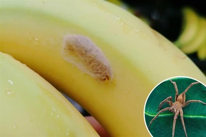 Городской миф о банановом пауке