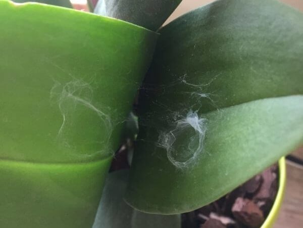 Лечение паутинного клеща на орхидее народными средствами